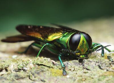 emerald ash borer