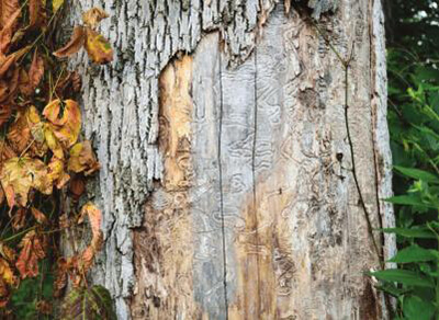 emerald ash borer
