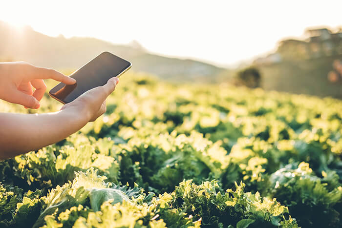 A person with a mobile device in a field