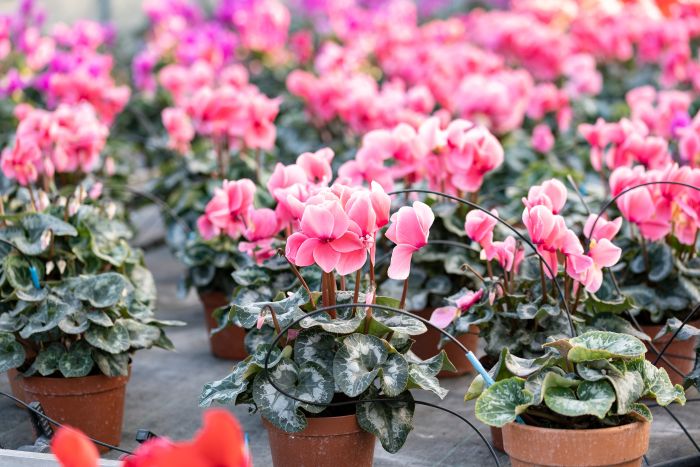 AdobeStock_546375108